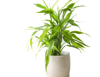 ต้นไผ่เงิน