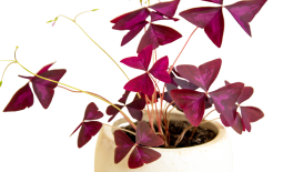 ต้นผีเสื้อราตรี