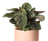 ต้นพรมออสเตเรีย