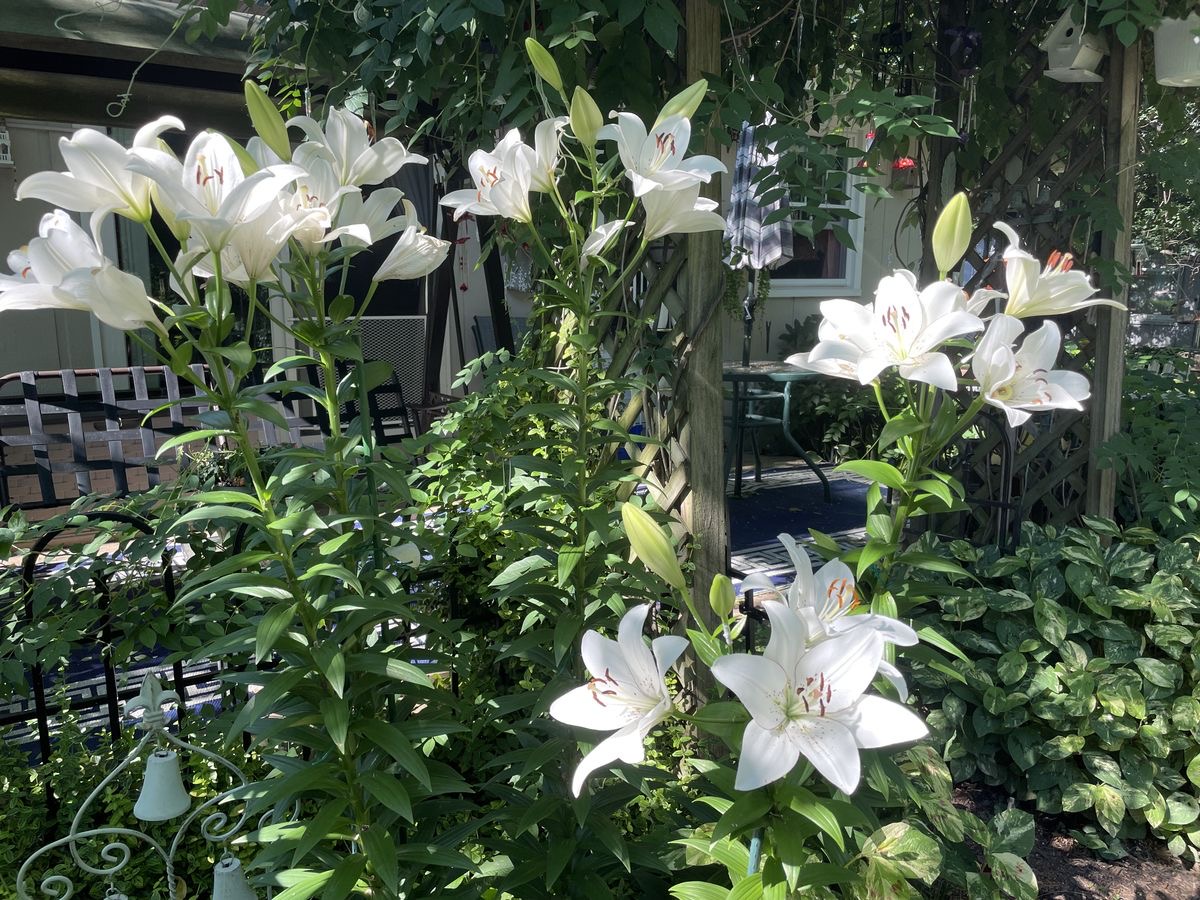 ดอกพลับพลึง