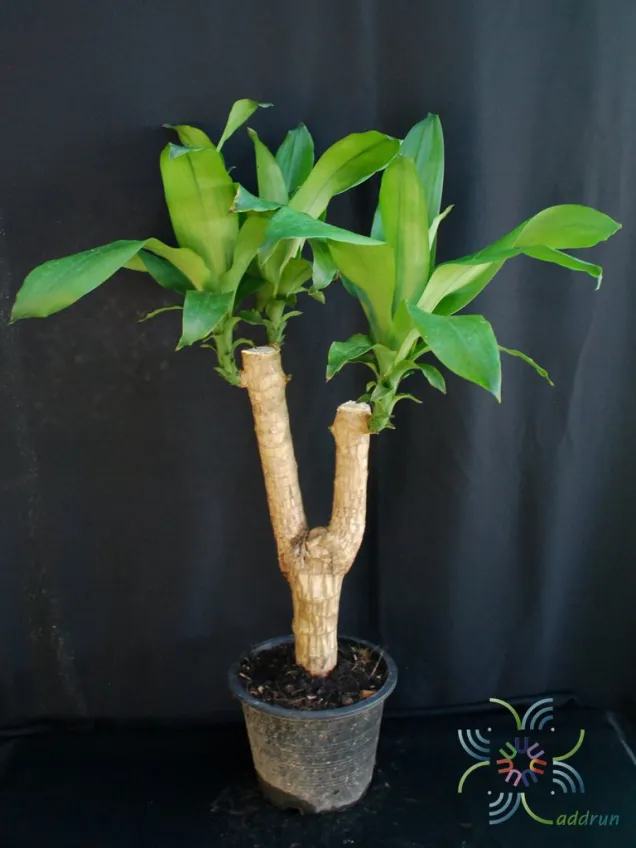 ต้นวาสนา