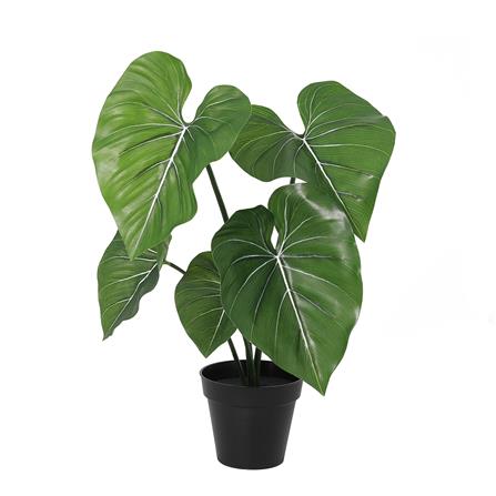 ต้นนางกวัก