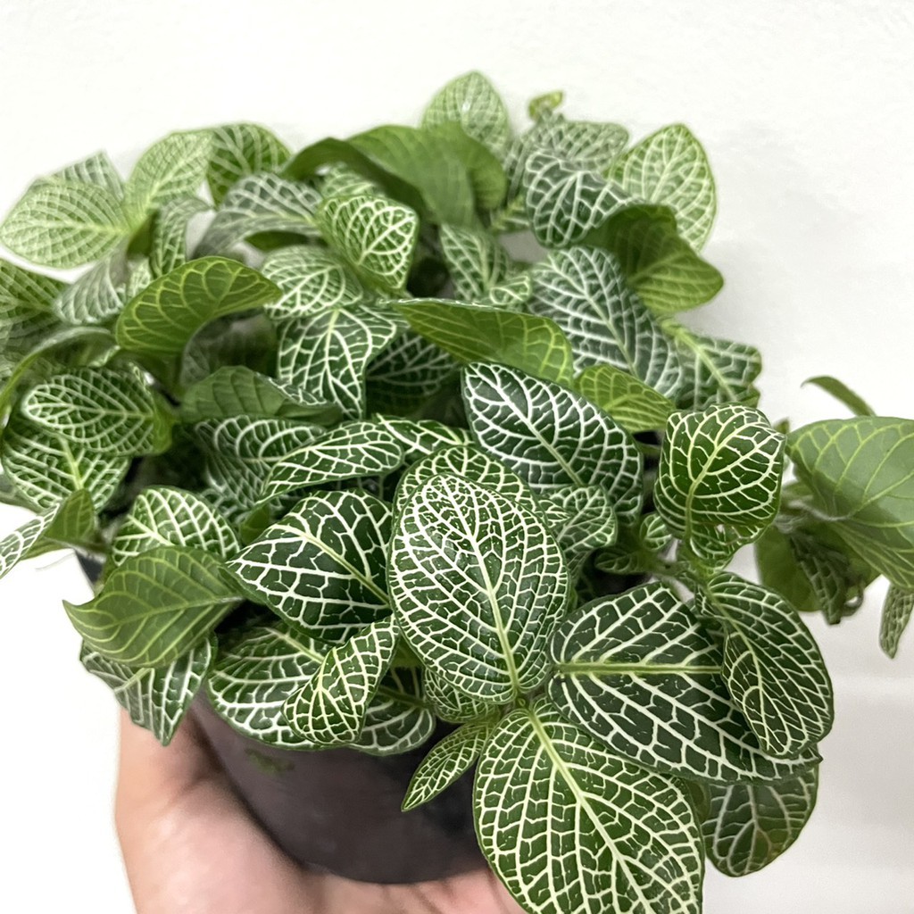 ต้นลายเงิน