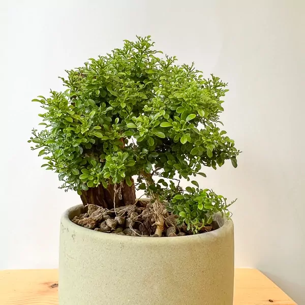 แก้วแคระมหามงคล