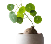 ไม้จิ๋ว