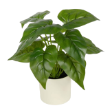 ไม้ฟอกอากาศ