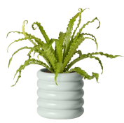 ไม้มงคล